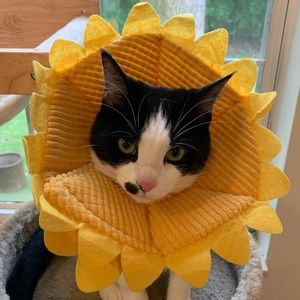 Meet your Posher, Sydney